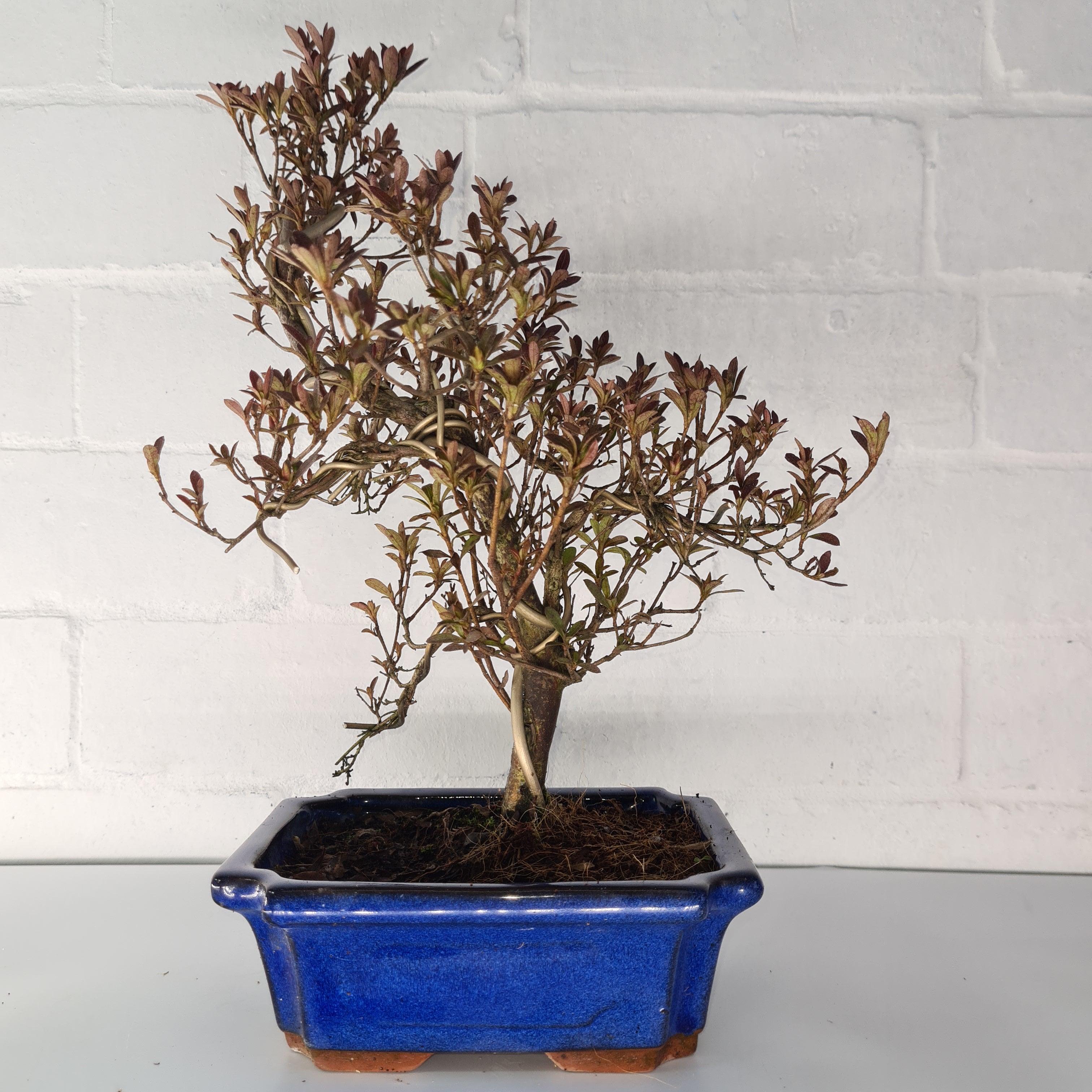 Care Guide For Azalea (Rhododendrum) Bonsai Trees Yorkshire Bonsai