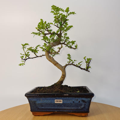Care Guide For Chinese Pepper Bonsai Trees