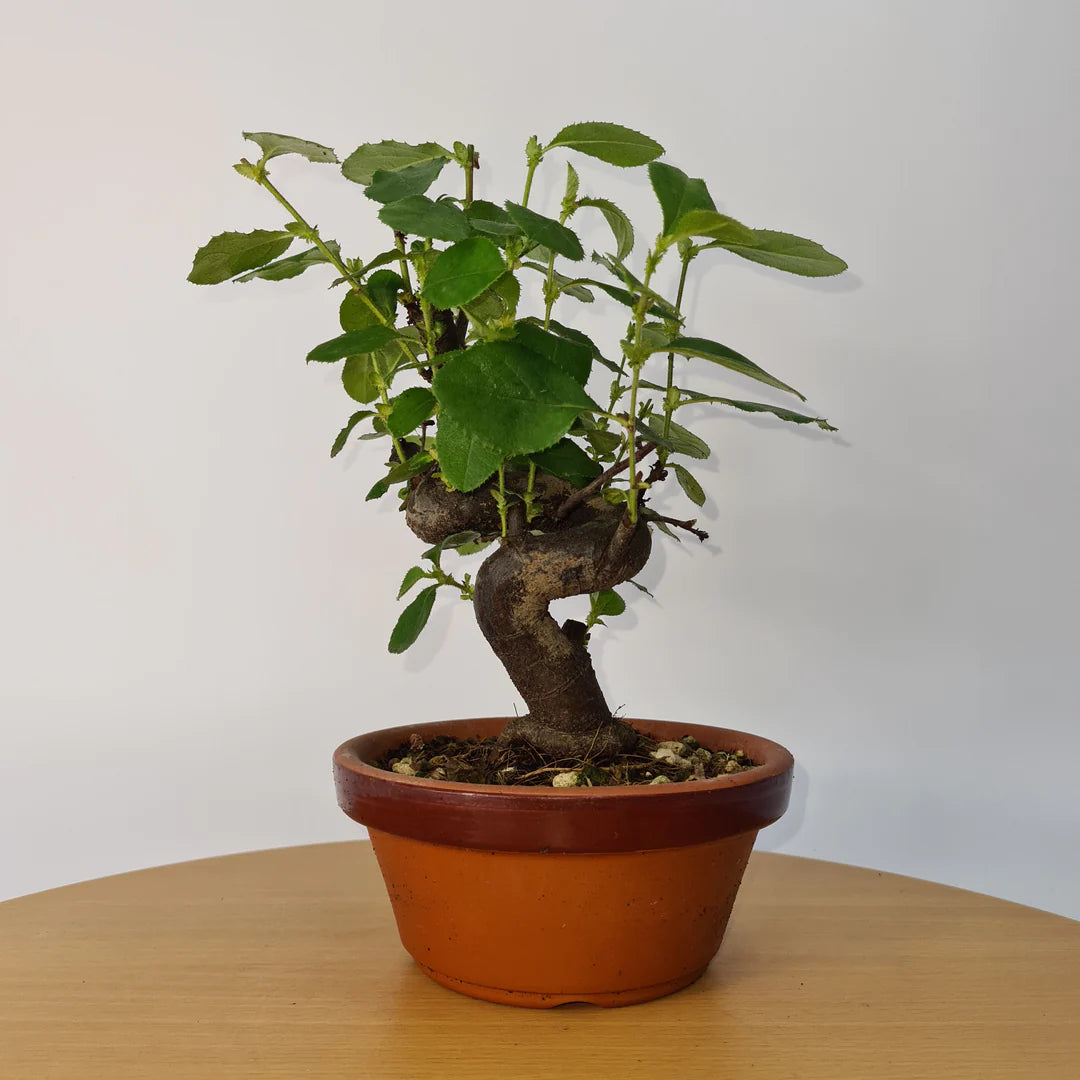 Quince bonsai (Chaenomeles japonica) Care Guide Yorkshire Bonsai