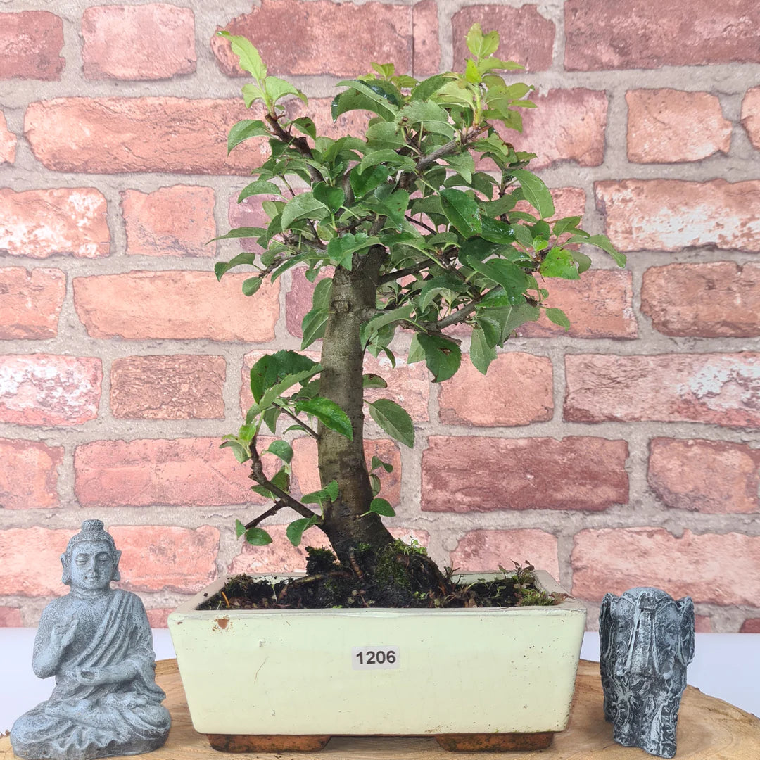 Crab Apple Bonsai Tree Care Guide Yorkshire Bonsai