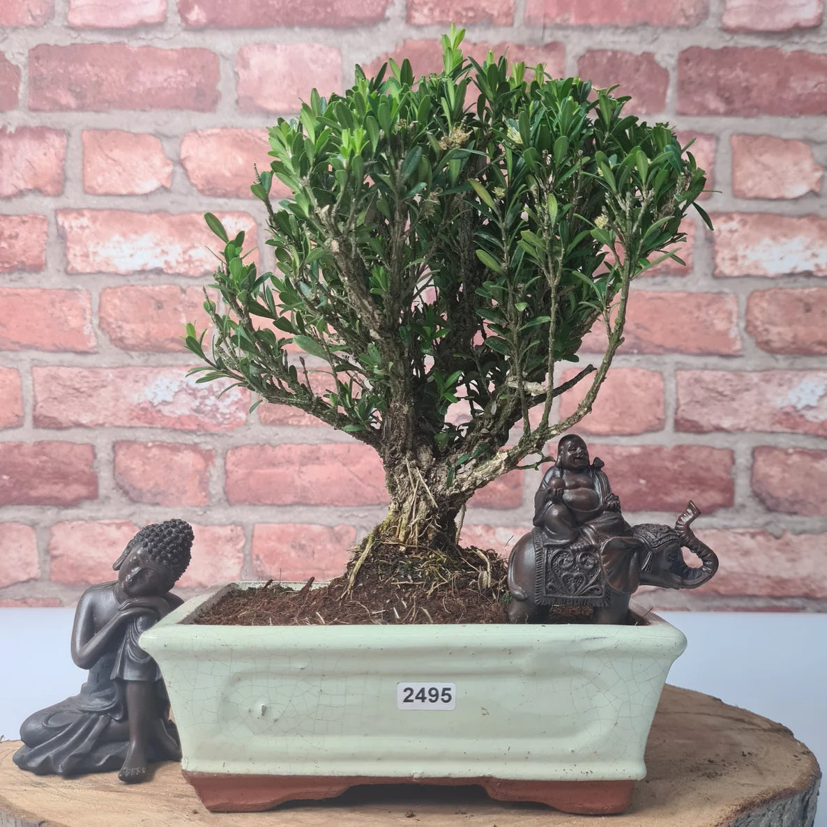 Care Guide for Buxus Harlindi (Boxwood) Bonsai in the UK  Yorkshire Bonsai