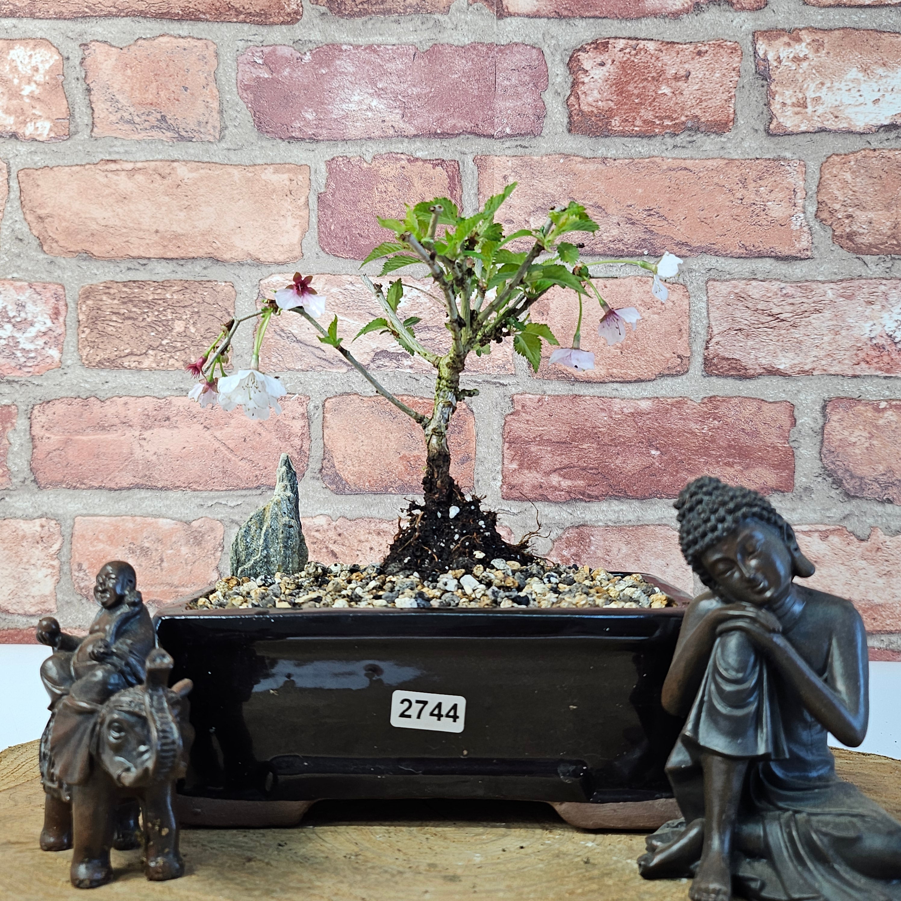 Fuji Cherry Bonsai | Prunus  Yorkshire Bonsai