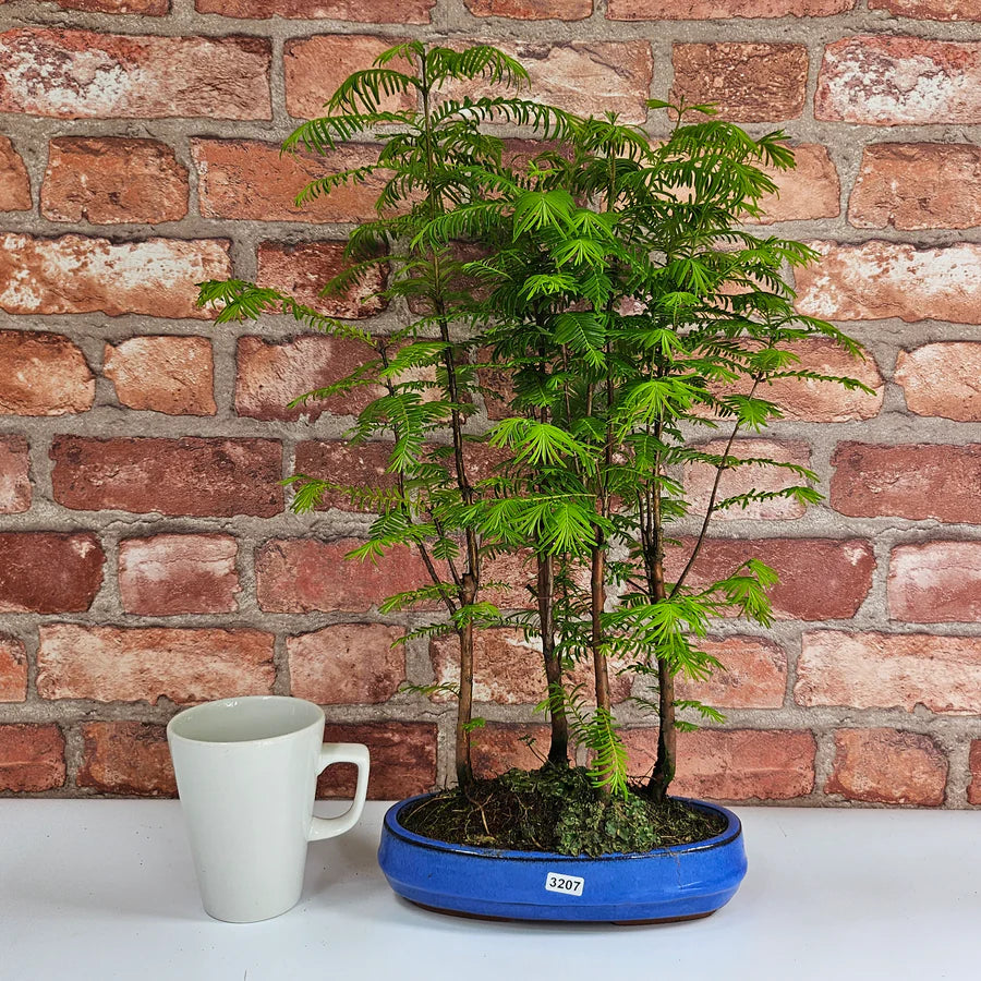 bonsai zierquitte Bonsai Anzuchtset kaufen ➤ Handmade & Plastikfrei main image 0