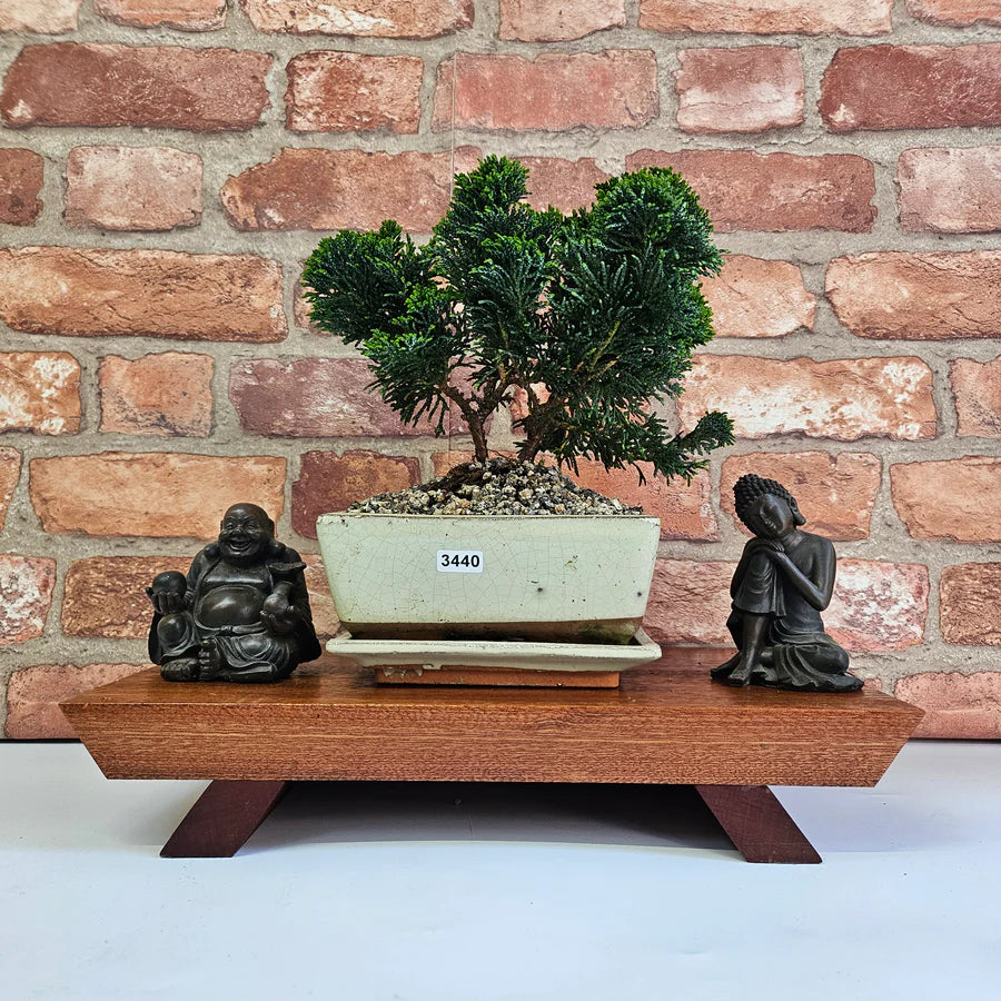 Chamaecyparis (False Cypress) Bonsai Tree Care Guide  Yorkshire Bonsai
