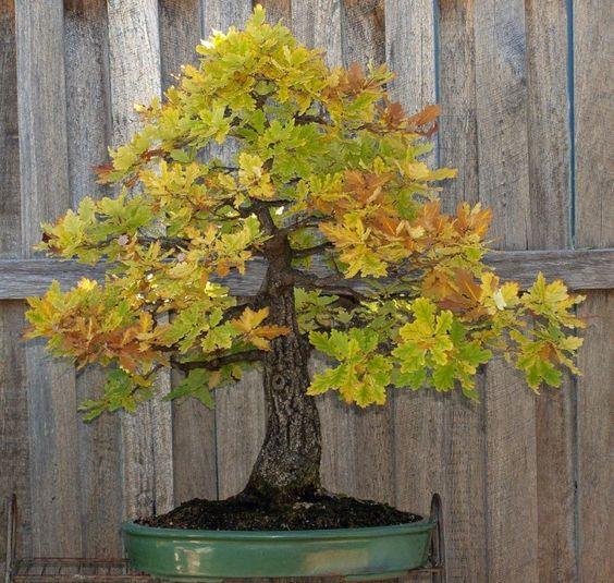 British Oak Bonsai Care Yorkshire Bonsai