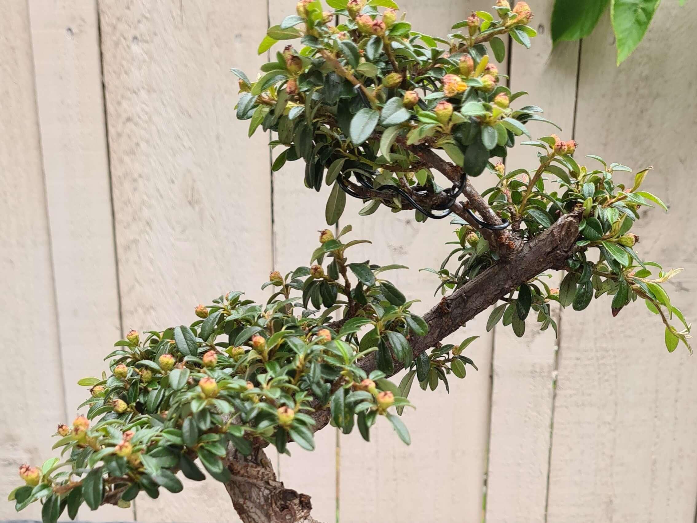 Cotoneaster the versatile and striking Bonsai Yorkshire Bonsai