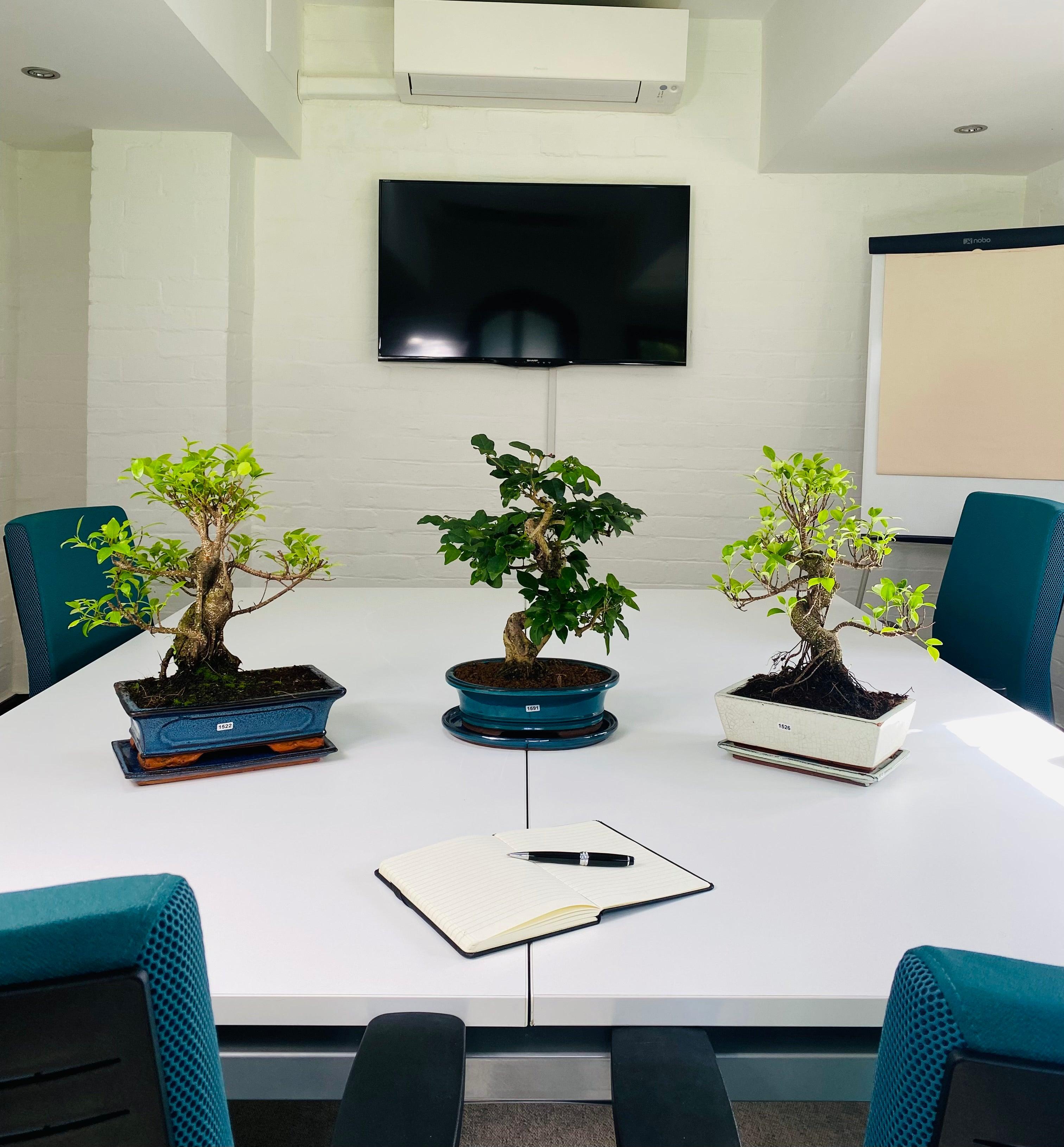 Are Bonsai trees the perfect office plant? Yorkshire Bonsai