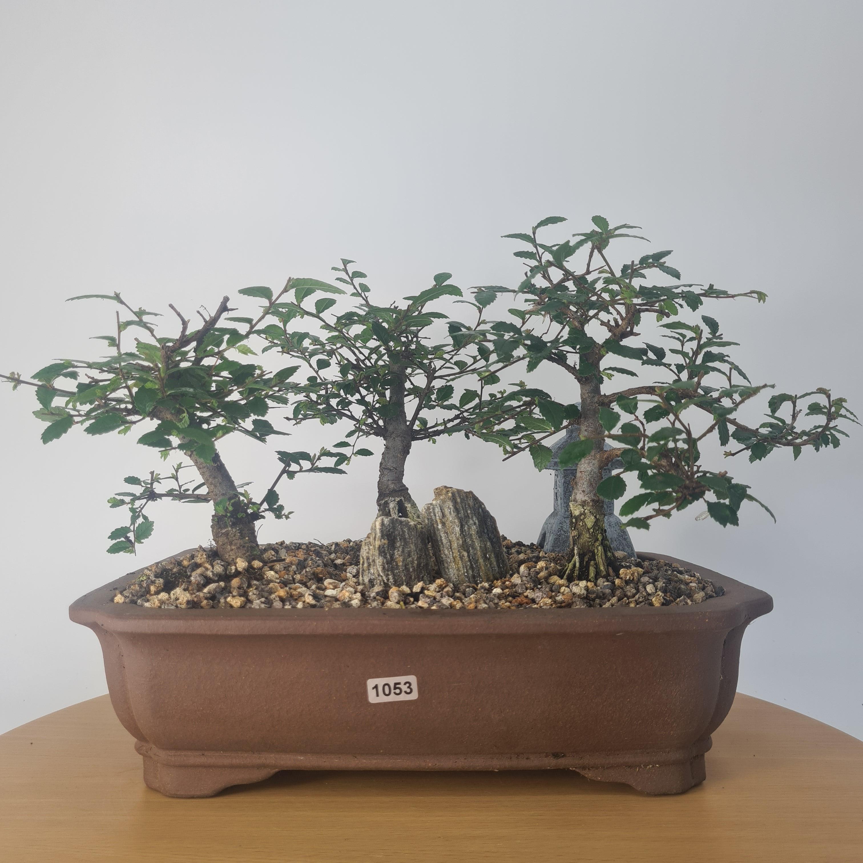 Chinese Elm Bonsai (Ulmus parvifolia) Care Guide Yorkshire Bonsai