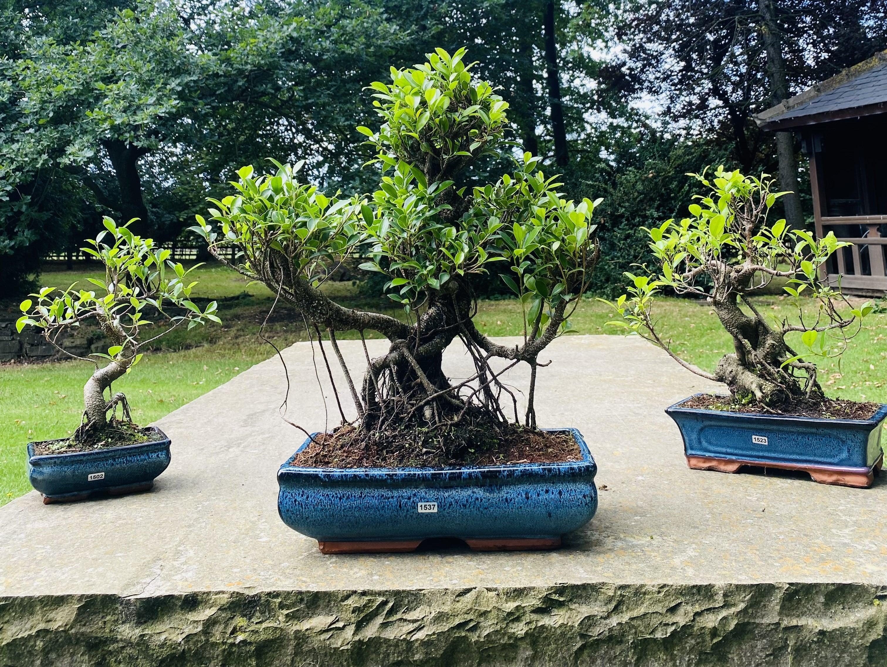 How to care for Bonsai Trees in Autumn and Winter in the UK