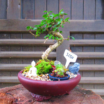Fukien Tea Tree (Carmona retusa)