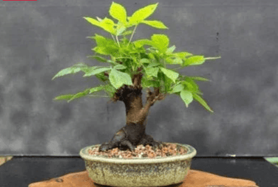 Horse Chestnut Tree (Aesculus hippocastanum) Care Guide