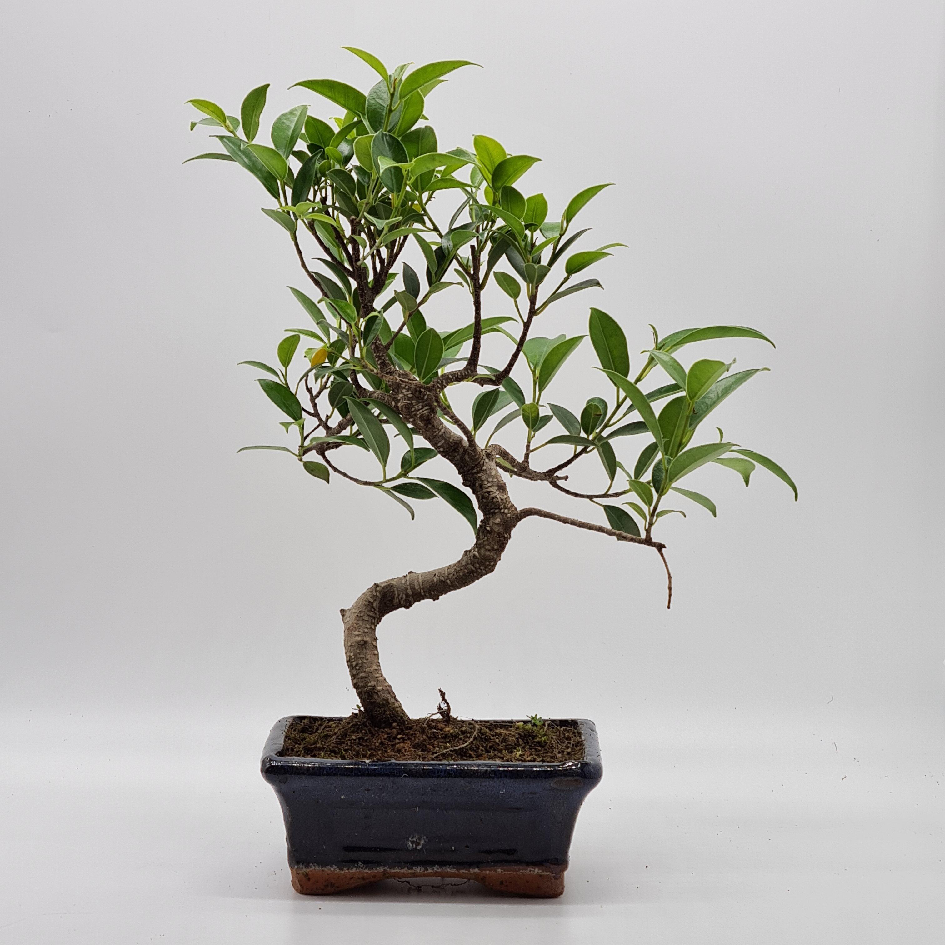 Care Guide For Banyan Fig (Ficus Microcarpa) Bonsai Trees Yorkshire