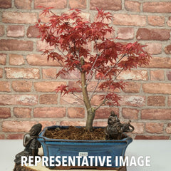 Japanese Maple (Acer) Bonsai Tree | Deshojo Informal Upright | In 25cm Pot - Yorkshire Bonsai