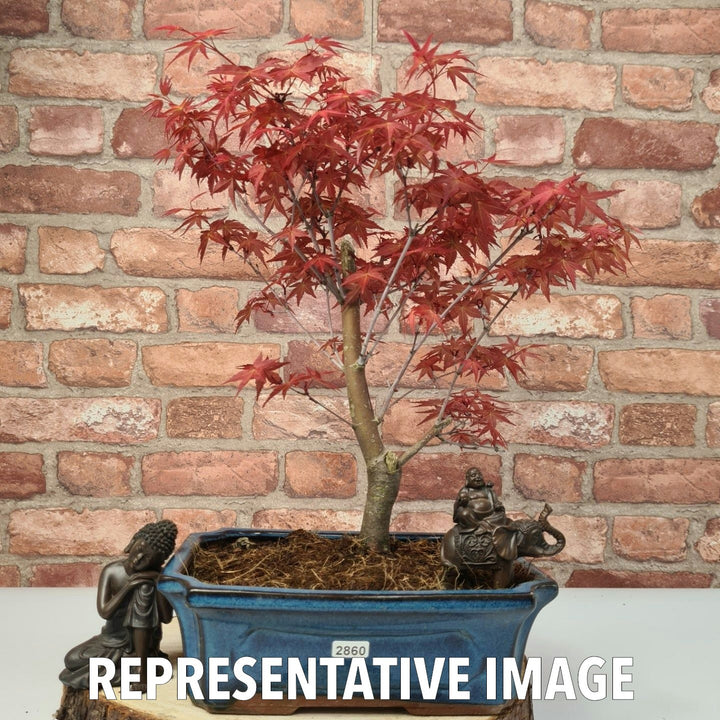 Japanese Maple (Acer) Bonsai Tree | Deshojo Informal Upright | In 25cm Pot - Yorkshire Bonsai