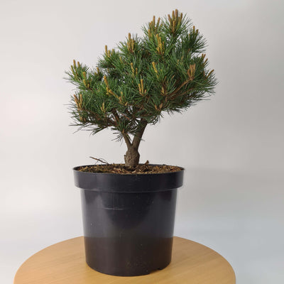 Bonsai Material | Japanese White Pine (Pinus Parviflora) 'Kokuho' | Height 30-40cm