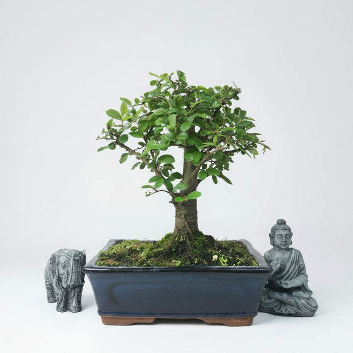 Chinese Elm (Ulmus Parvifolia) Bonsai Tree | Broom | In 20cm Pot - Yorkshire Bonsai