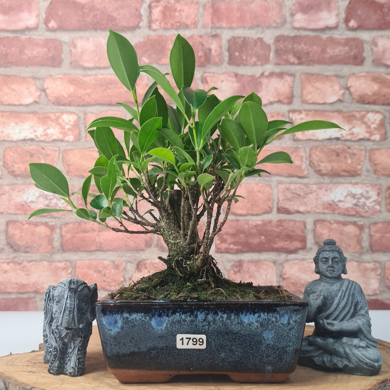 Ficus Microcarpa (Banyan Fig) Indoor Bonsai Tree | Broom | In 15cm Pot