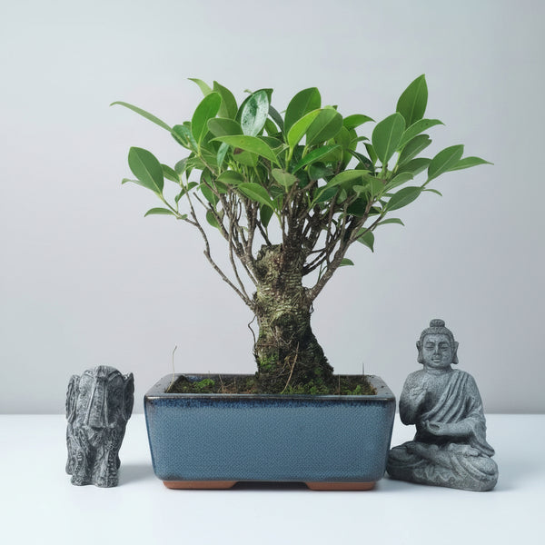 Ficus microcarpa (Banyan Fig) Indoor Bonsai Tree | Broom | In 15cm Pot