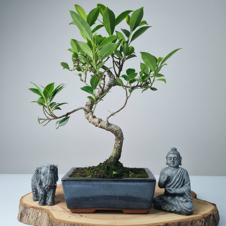 Ficus Microcarpa (Banyan Fig) Indoor Bonsai Tree | Shaped | In 15cm Pot