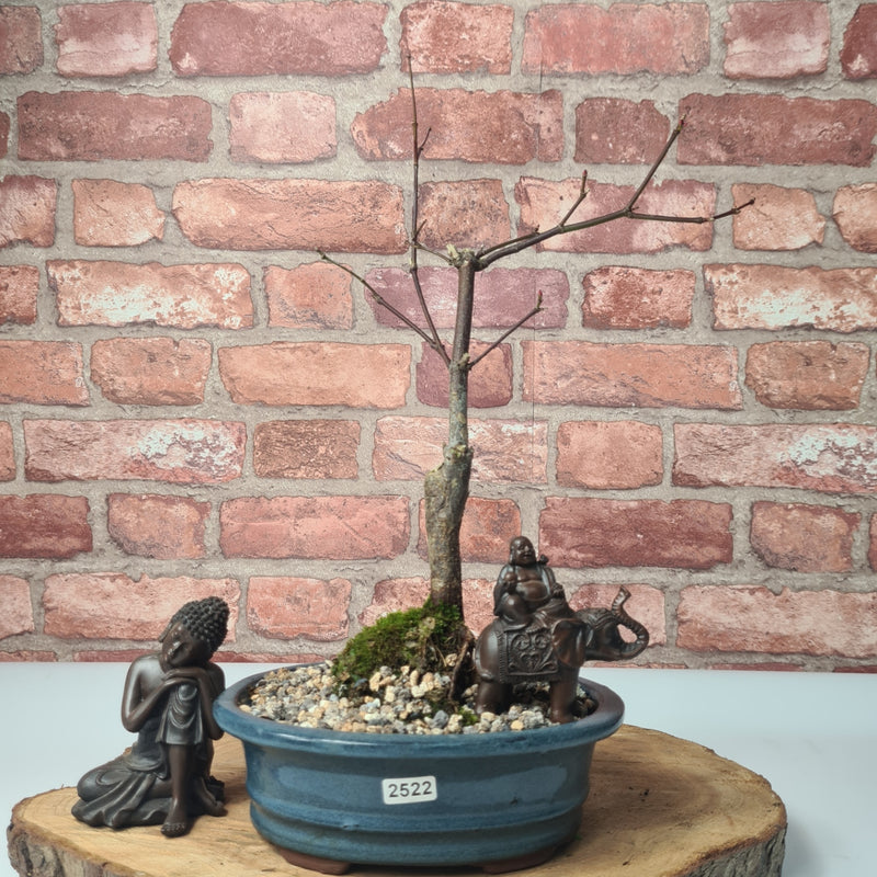 Japanese Maple (Acer) Bonsai Tree | Nomura | Informal Upright | In 20cm Pot