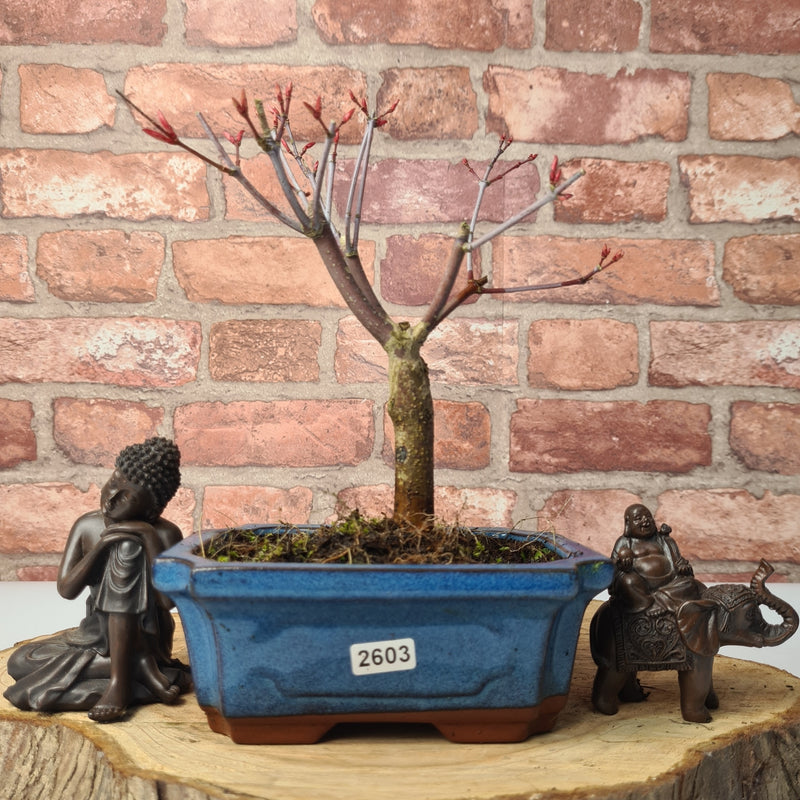 Japanese Maple (Acer) Bonsai Tree | Deshojo Informal Upright | In 15cm Pot