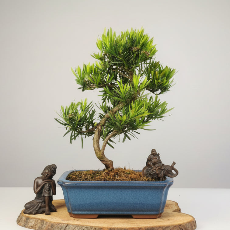 3d Ilustración De Podocarpus Macrophyllus Bonsai Aislado En Blanco Y Su Máscara Prima Image255939273 3d Ilustración De Podocarpus Macrophyllus Bonsai Aislado En Blanco Y Su Máscara Prima Image255939273