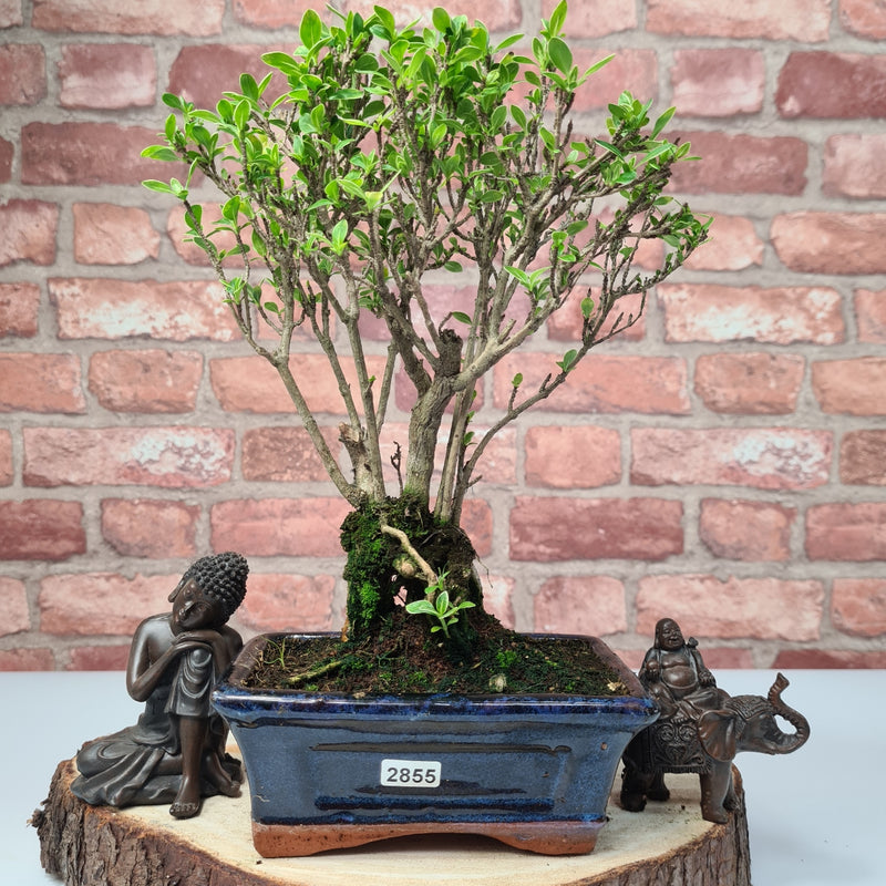 Snow Rose (Serissa) Bonsai Tree | Broom | In 15cm Pot
