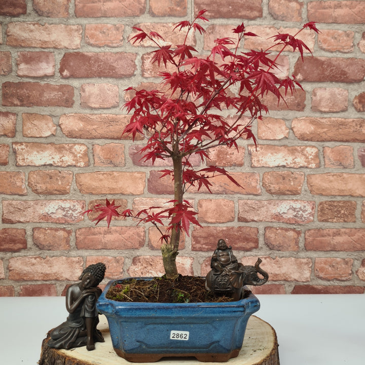 Japanese Maple (Acer) Bonsai Tree | Deshojo Informal Upright | In 20cm Pot