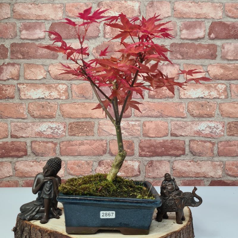 Japanese Maple (Acer) Bonsai Tree | Deshojo Informal Upright | In 15cm Pot