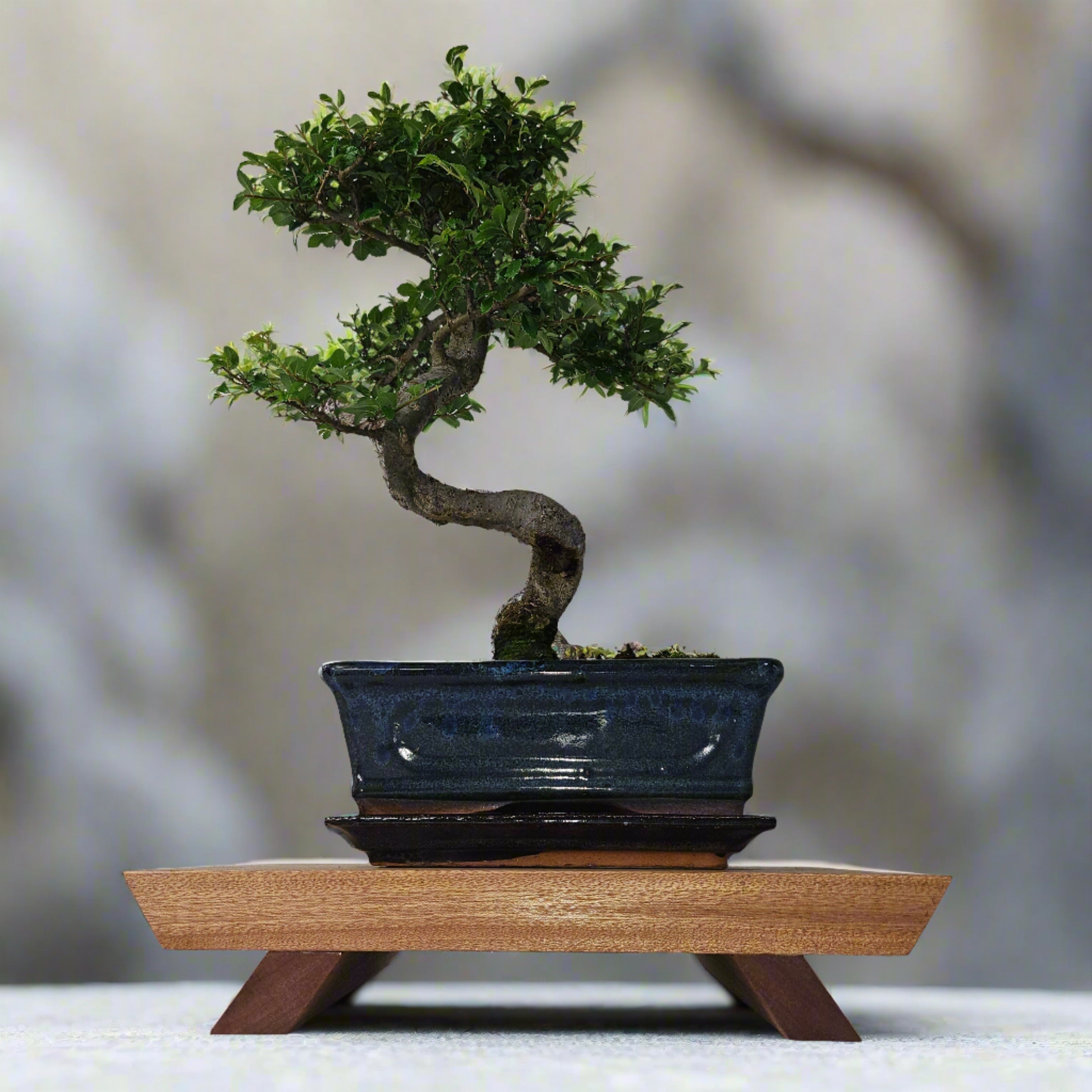 bonsai tree display stands Premium Handcrafted Hardwood Bonsai Stand | Mahogany