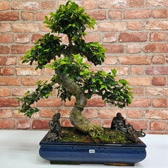 Large Chinese Elm (Ulmus Parvifolia) Bonsai Tree | Shaped | In 40cm Pot