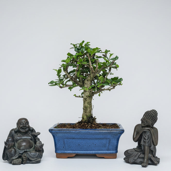 Fukien Tea Tree (Carmona Retusa) Bonsai Tree | Broom