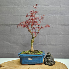 Chinese Maple (Acer) Bonsai Tree | Red Maple Informal Upright | In 15cm Pot