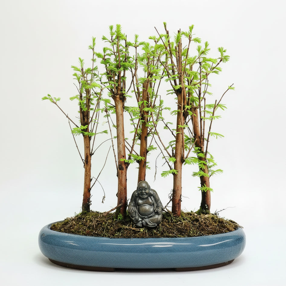 metasequoia bonsai tree Dawn Redwood (Metasequoia) Bonsai Tree Forest | Upright