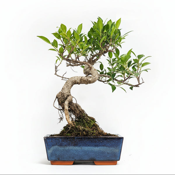Ficus microcarpa (Banyan Fig) Indoor Bonsai Tree | Shaped | In 20cm Pot