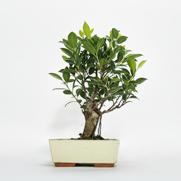 Ficus Microcarpa (Banyan Fig) Indoor Bonsai Tree | Broom | In 20cm Pot