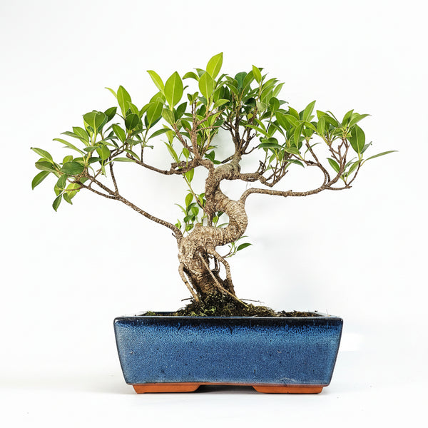 Ficus microcarpa (Banyan Fig) Indoor Bonsai Tree | Shaped | In 25cm Pot