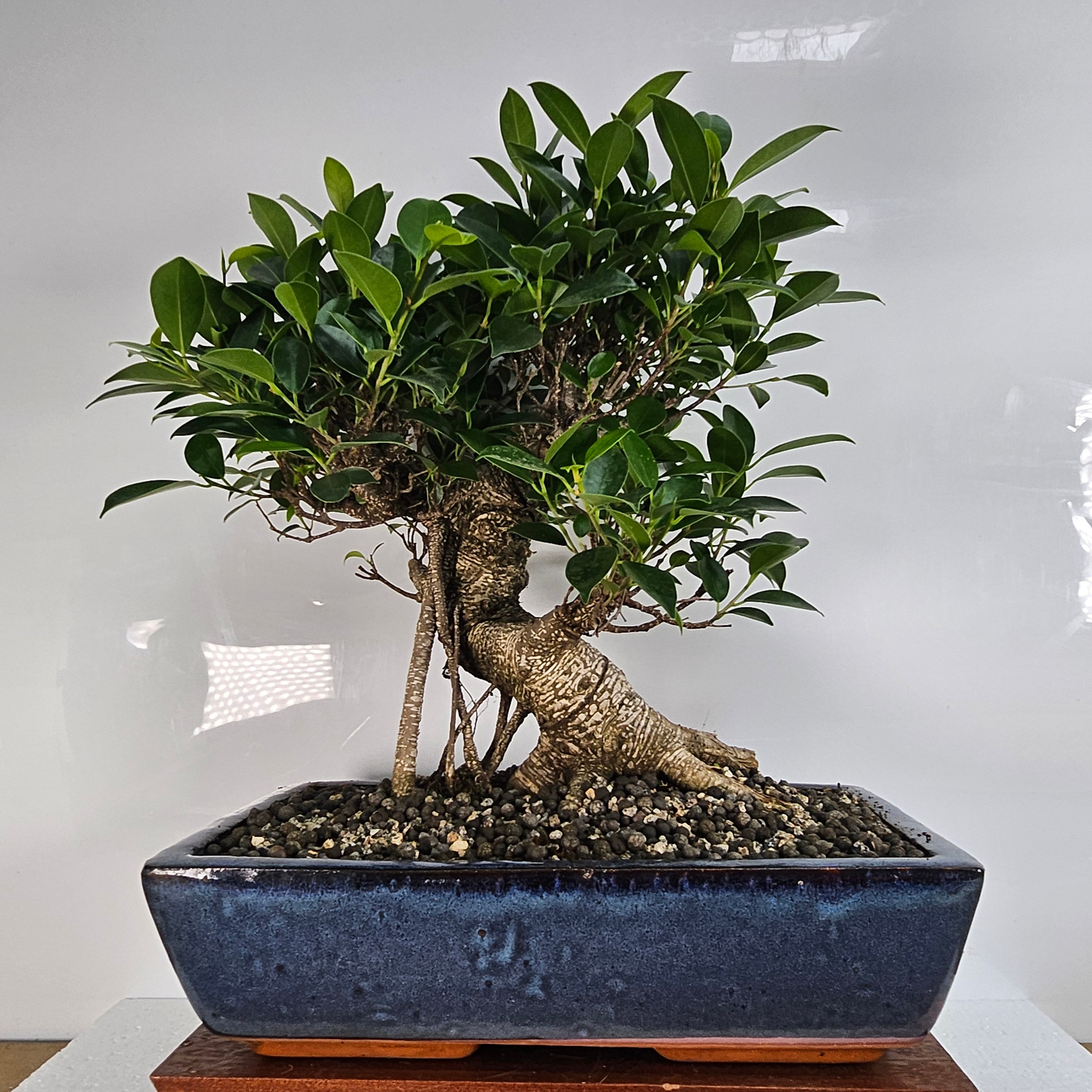 banyan fig bonsai tree Ficus Microcarpa (Banyan Fig) Large Indoor Bonsai Tree | Shaped