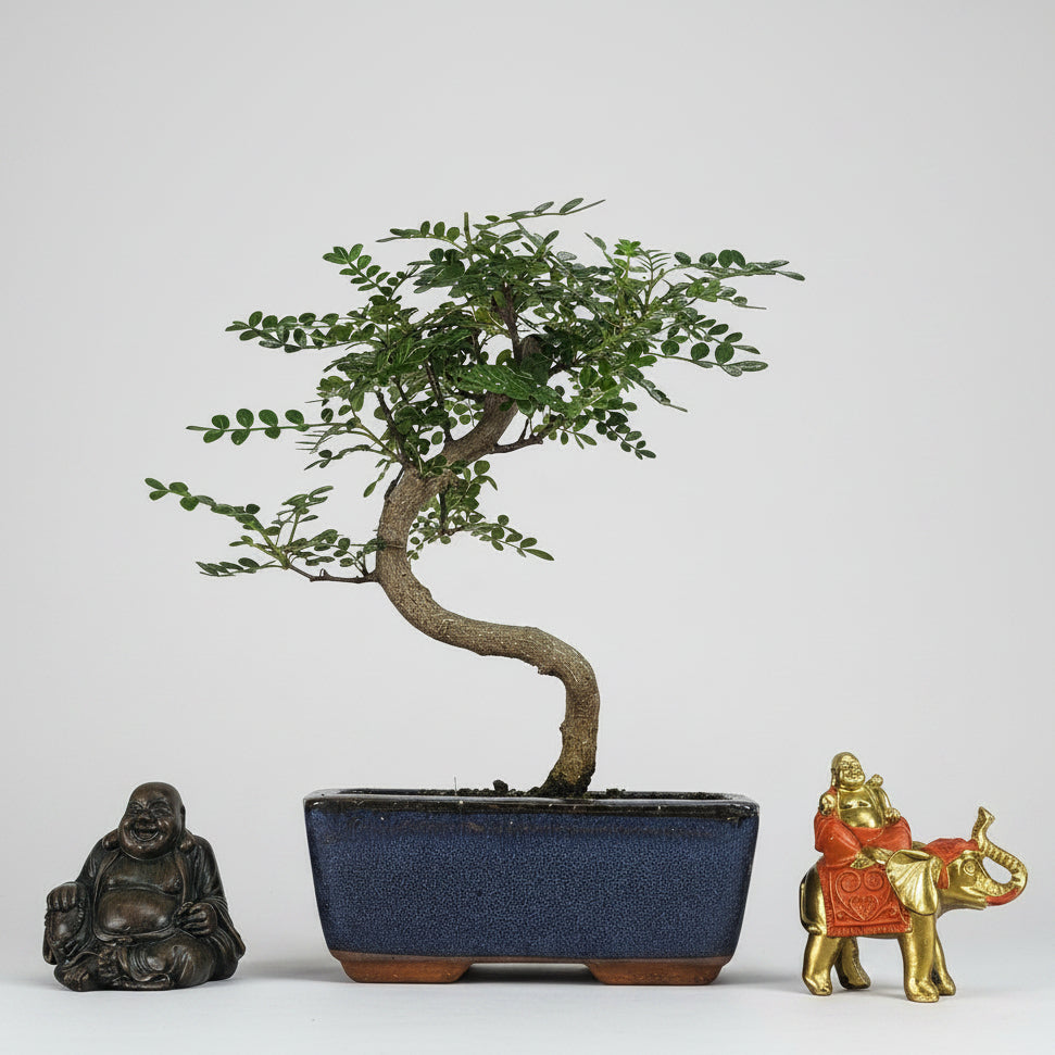 Chinese Pepper (Zanthoxylum Pipertum) Bonsai Tree | Shaped