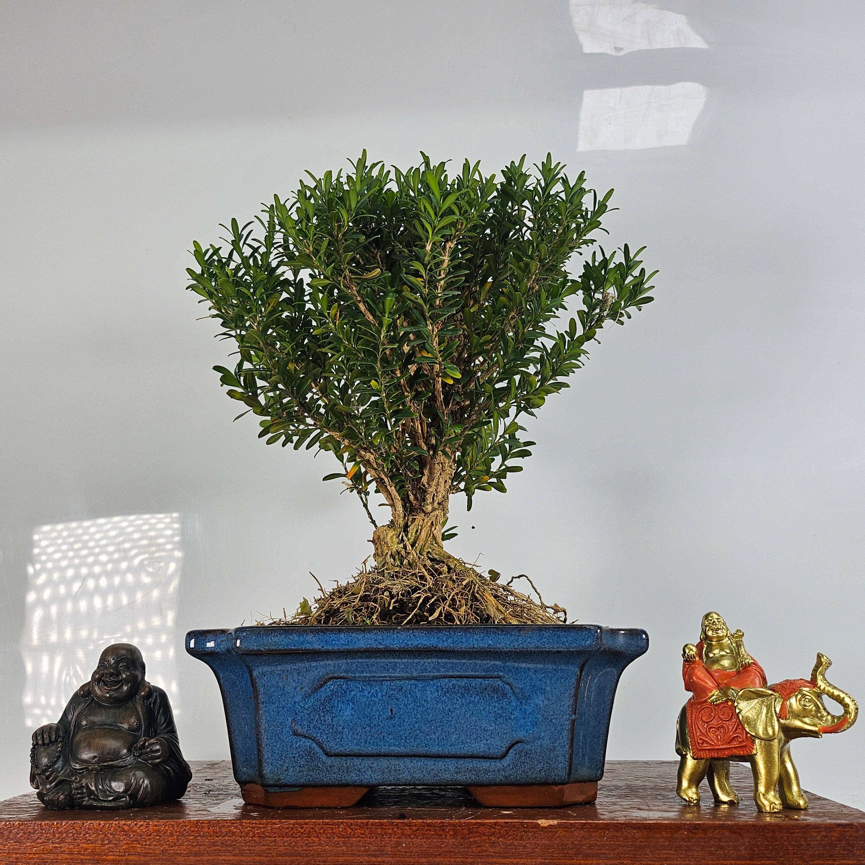 Boxwood (Buxus Harlandii) Bonsai Tree | Broom