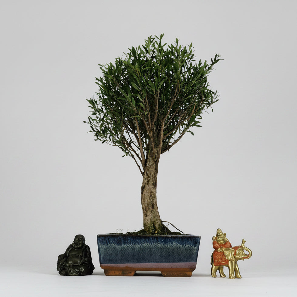 Brush Cherry (Syzygium) Bonsai Tree | Broom