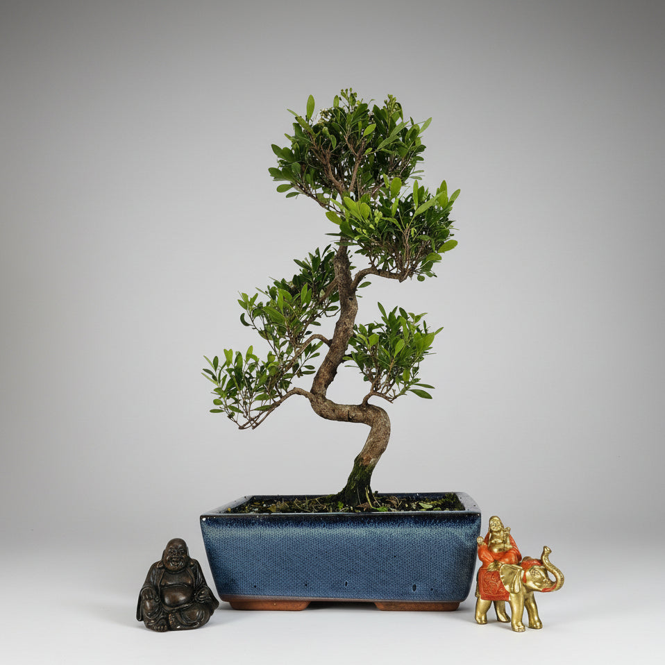 Brush Cherry (Syzygium) Bonsai Tree | Shaped