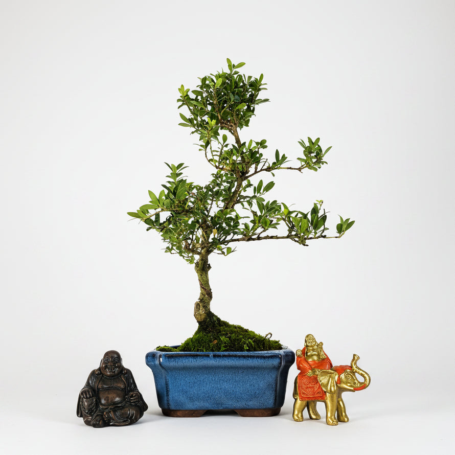 Japanese Holly (Ilex Crenata) Bonsai Tree | Shaped