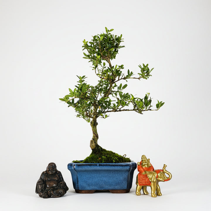 Japanese Holly (Ilex Crenata) Bonsai Tree | Shaped | In 15cm Pot