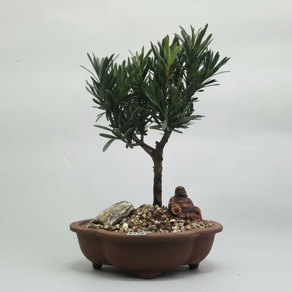 Buddhist Pine (Podocarpus Micro) Premium Bonsai Tree Bundle | Broom | In 16cm Pot