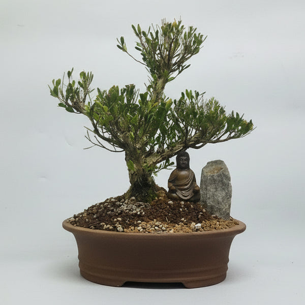 Boxwood (Buxus Harlandii) Premium Bonsai Tree Bundle | Clump | In 20cm Pot