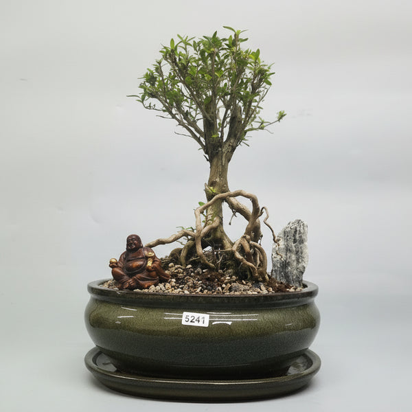 Snow Rose (Serissa) Premium Bonsai Tree Bundle | Broom | In 20cm Pot