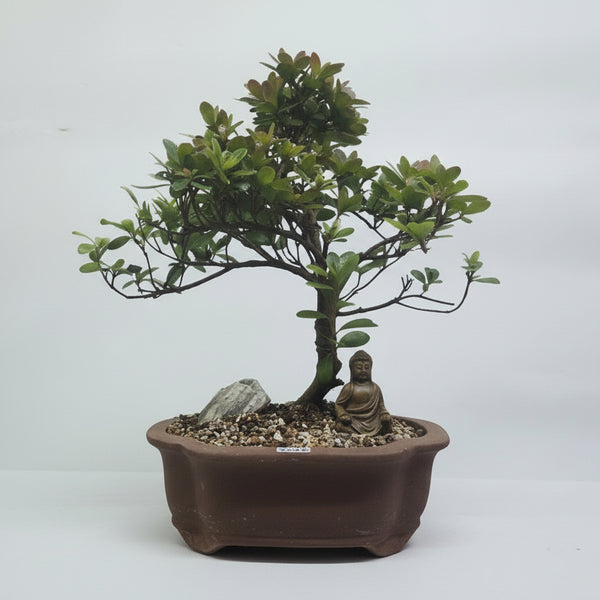 Azalea (Rhododendron) Premium Bonsai Tree Bundle | Shaped | In 21cm Pot
