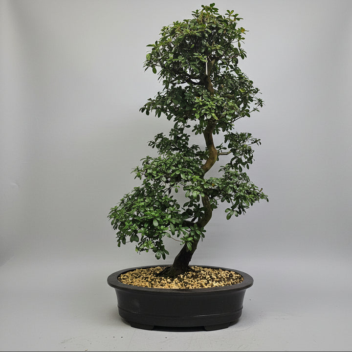 Satsuki Azalea (Rhododendron) Bonsai Tree | Informal Upright | In 60cm Pot