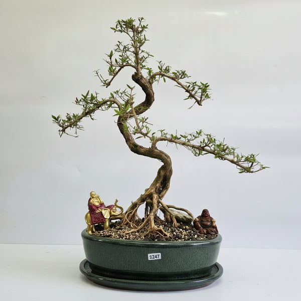 Snow Rose (Serissa) Premium Bonsai Tree Bundle | Shaped | In 26cm Pot | 5248